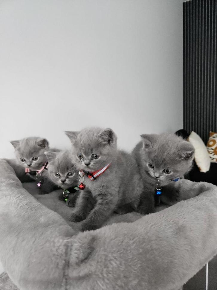 Britse korthaar kittens, Dieren en Toebehoren, Katten en Kittens | Raskatten | Korthaar, Meerdere dieren, 0 tot 2 jaar, Gechipt