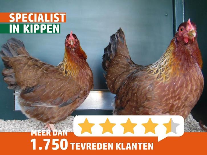 Welsumer kriel kippen | Goede leggers | Kleine kippen, Dieren en Toebehoren, Pluimvee, Kip, Meerdere dieren
