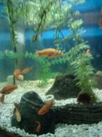 Zwaarddrager aquarium vis, Vis, Zoetwatervis, Schoolvis