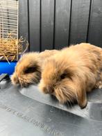 Baby konijntje - Hollandse hangoor, Dieren en Toebehoren, Meerdere dieren, Dwerg, Hangoor