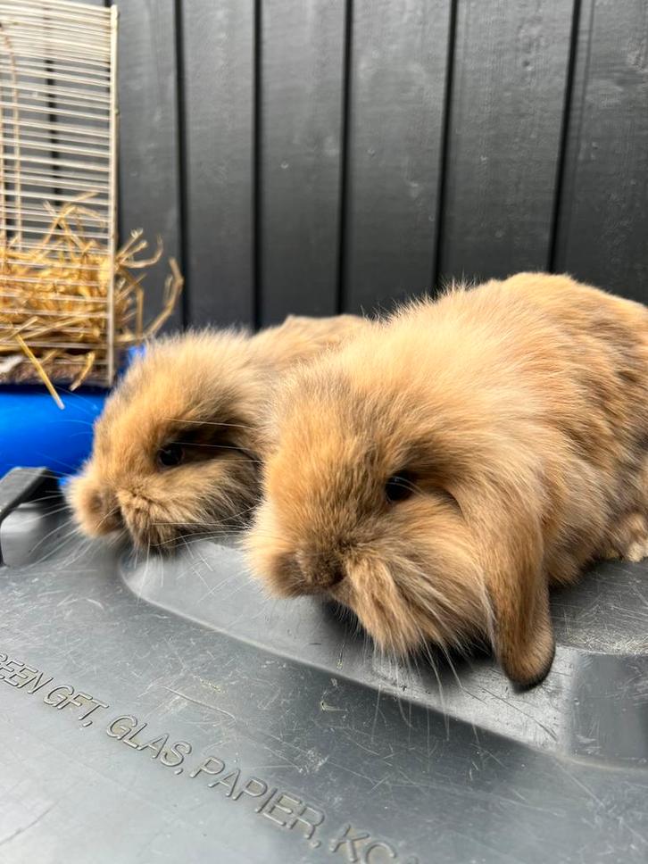 Baby konijntje - Hollandse hangoor, Dieren en Toebehoren, Konijnen, Dwerg, Meerdere dieren, Hangoor