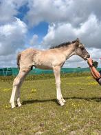 pony's en gangenpaarden, Dieren en Toebehoren, Paarden, Gechipt, Minder dan 160 cm, 0 tot 2 jaar, Onbeleerd
