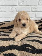 Maltipoo reutjes (maltezer x toy poedel), Dieren en Toebehoren, Honden | Chihuahua's en Gezelschapshonden, CDV (hondenziekte)
