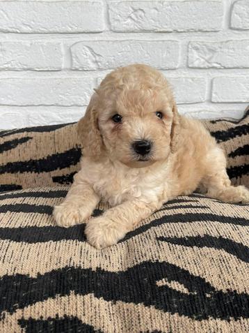 Maltipoo reutjes (maltezer x toy poedel) beschikbaar voor biedingen