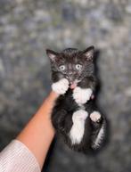 Kitten Britse korthaar, Dieren en Toebehoren, Katten en Kittens | Overige Katten, Poes