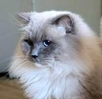 Ragdoll kater beperkt beschikbaar, Dieren en Toebehoren, Katten en Kittens | Dekkaters