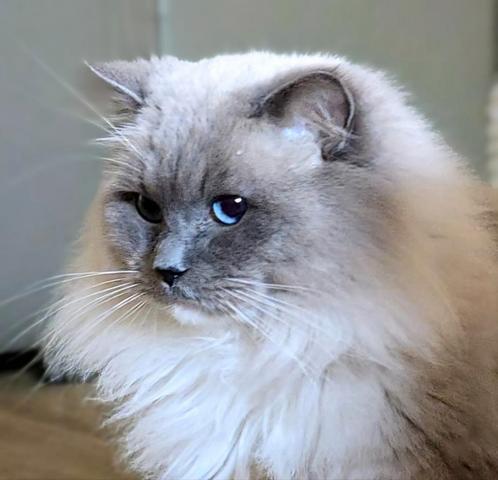 Ragdoll kater beperkt beschikbaar, Dieren en Toebehoren, Katten en Kittens | Dekkaters