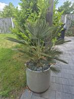 Trachycarpus plant met pot, Overige soorten, Minder dan 100 cm, Zomer, Ophalen