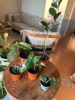 Set van 5 plantjes/stekjes #5, Huis en Inrichting, Kamerplanten, Ophalen, Halfschaduw, Minder dan 100 cm