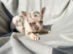 Knappe franse bulldog pups, Dieren en Toebehoren, 8 tot 15 weken, Meerdere, Meerdere dieren, Nederland