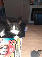 1 lieve kitten, Dieren en Toebehoren, Katten en Kittens | Overige Katten, Poes