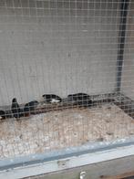 Chinese dwergkwartels hanen, Dieren en Toebehoren, Mannelijk, Overige soorten