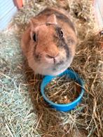 Twee konijnen allebei 3 oud., September, Vrouwelijk, Overige typen