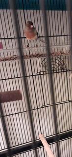 Kanarie man fluitende van 2025 Zonder kooi gelijk ophalen, Mannelijk, Kleurkanarie