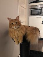 Kattenoppas, Januari, Vrouwelijk