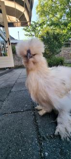 Zijdehoen trio 50% USA, Dieren en Toebehoren, Pluimvee, Meerdere dieren, Kip