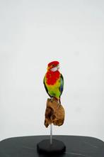 Opgezette Prachtrosella op Standaard - Wildernis Atelier, Ophalen of Verzenden, Nieuw, Opgezet dier