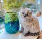 2 ragdoll kittens zoeken gouden mandje, Dieren en Toebehoren, Meerdere dieren, Gechipt, 0 tot 2 jaar