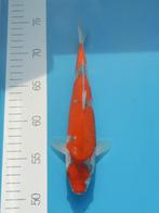 Goshiki 23-27cm Conias Japan koi, Dieren en Toebehoren, Vissen | Vijvervissen, Karper of Koi