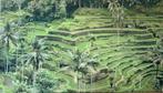 Rijstvelden Bali, foto op canvas 160x90cm, Ophalen, Oorspronkelijke maker, 125 cm of meer, Zo goed als nieuw
