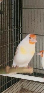 Putter koppel, Dieren en Toebehoren, Vogels | Overige Vogels, Meerdere dieren, Wildzangvogel