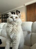 Britse Langhaar, Dieren en Toebehoren, Katten en Kittens | Raskatten | Langhaar, Poes, Ontwormd