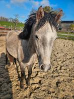 Lieve zachtaardige welsh kinder pony / weidemaatje, Dieren en Toebehoren, Merrie