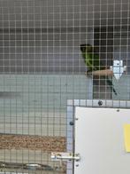 Parkieten, Meerdere dieren, Parkiet, Geringd