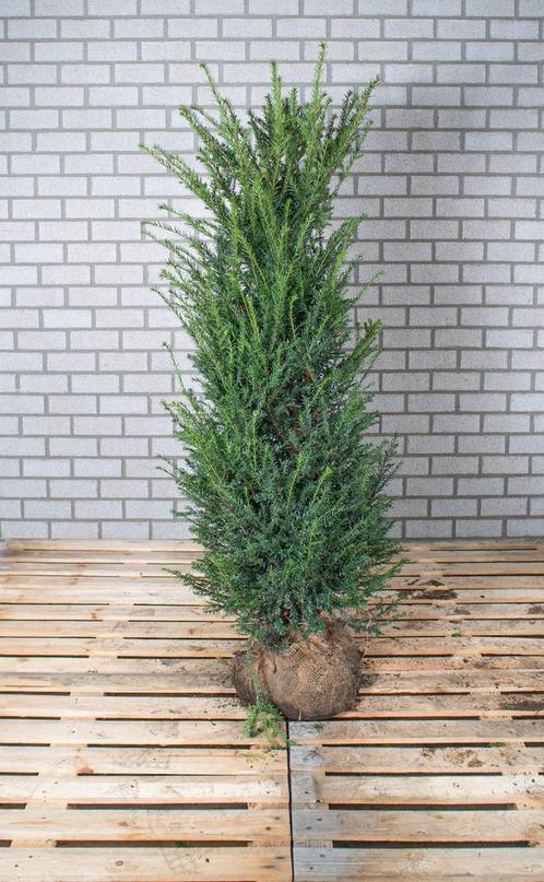 Taxus baccata - Venijnboom, Tuin en Terras, Planten | Struiken en Hagen, Haag, Taxus, 100 tot 250 cm, Ophalen