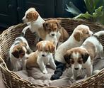 Zeer speciale BEAGLE x KOOIKER pups, Dieren en Toebehoren, Parvo, Nederland, 8 tot 15 weken, Meerdere