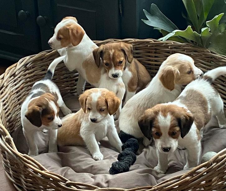 Zeer speciale BEAGLE x KOOIKER pups, Dieren en Toebehoren, Honden | Niet-rashonden, Klein, Meerdere dieren, Fokker | Professioneel