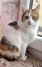 KROELKIP KIWI VRIENDELIJK JONG MEISJE BINNENKORT IN NL, Poes, Kortharig, 0 tot 2 jaar