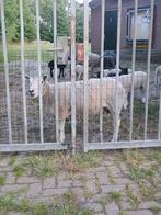 Twee fokschapen ooien, Vrouwelijk, Schaap, 0 tot 2 jaar