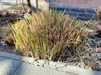 Siergras Miscanthus sinensis, Tuin en Terras, Planten | Tuinplanten, Ophalen, Volle zon, Vaste plant, Siergrassen