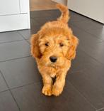 Goldendoodle Puppy, Dieren en Toebehoren, Honden | Niet-rashonden, Particulier, Rabiës (hondsdolheid), 8 tot 15 weken, Middel