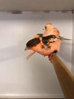 Div aan kanaries, Dieren en Toebehoren, Meerdere dieren, Kleurkanarie