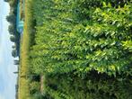 Ligustrum ovalifolium 2jarig, Tuin en Terras, Ophalen of Verzenden, Liguster, Haag, Minder dan 100 cm