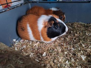 Gezocht cavia's maatje  beschikbaar voor biedingen