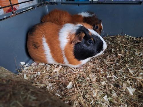 Gezocht cavia's maatje, Dieren en Toebehoren, Knaagdieren, Geslacht onbekend, Cavia, Voor 1 juli 2024, Tam