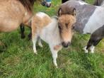 Apart mooi veulentje, Dieren en Toebehoren, Pony's, 0 tot 2 jaar, Hengst, A pony (tot 1.17m), Gechipt