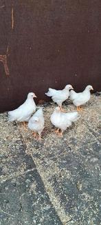3 witte barnevelder krielhanen, Dieren en Toebehoren, Pluimvee, Mannelijk, Kip