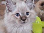 Ragdoll kittens van geteste ouders, Dieren en Toebehoren, Katten en Kittens | Raskatten | Langhaar, Meerdere dieren, Gechipt