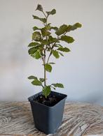 Fagus Sylvatica Beuk  - Bonsai starter, Tuin en Terras, Planten | Bomen, Bloeit niet, Halfschaduw, Minder dan 100 cm, Overige soorten