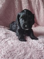 Knappe cockapoo pups uit geteste ouders, Dieren en Toebehoren, België, Particulier, Rabiës (hondsdolheid), Overige rassen
