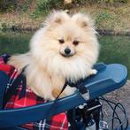 Buddyrider hondenzitje, Dieren en Toebehoren, Honden-accessoires, Nieuw, Ophalen of Verzenden