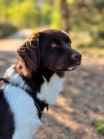 Herplaatsing lieve Friese Stabij - Marley, Dieren en Toebehoren, Honden | Retrievers, Spaniëls en Waterhonden, 1 tot 2 jaar, Eén hond