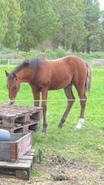 Hengstje uit juli 2025, Ophalen of Verzenden, Recreatie