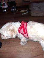 Nieuw honden tuigje, Dieren en Toebehoren, Ophalen of Verzenden, Nieuw