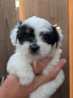 Mooie pup, 8 tot 15 weken, Eén hond, Nederland, Particulier