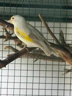 Mooi koppel majoor putters, Meerdere dieren, Wildzangvogel, Geringd